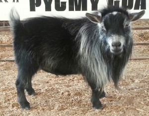 Show 2-Pygmy Goats by TJ Konrad