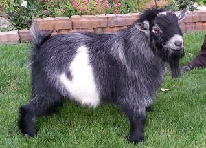 pygmy-goats-by-t-j-killion